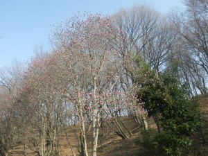 IMGP3233