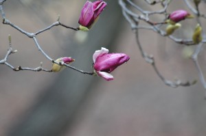 DSC_1076
