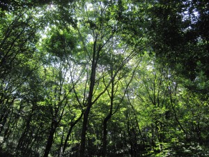 IMG_3475